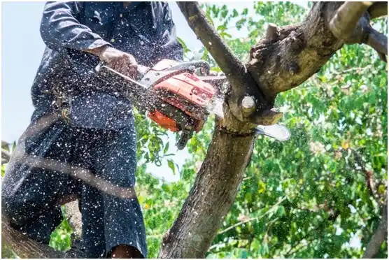 tree services Shell Point